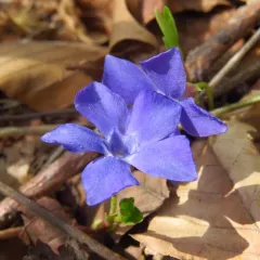 lesser periwinkle thumbnail 2
