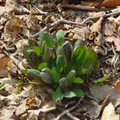 Virginia bluebells thumbnail 3