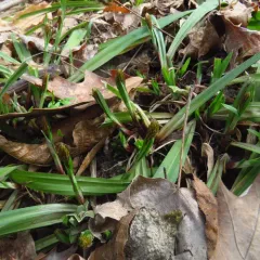 plantainleaf sedge thumbnail 5