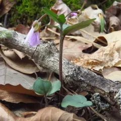Purple Cress thumbnail 1