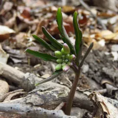 cut-leaved toothwort thumbnail 4
