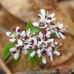 harbinger of spring thumbnail 2