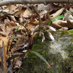 Virginia Springbeauty thumbnail 1