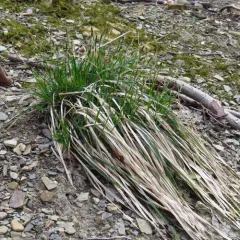 long-stalked sedge thumbnail 5