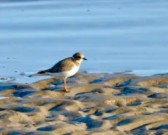 Common Ringed Plover thumbnail 4