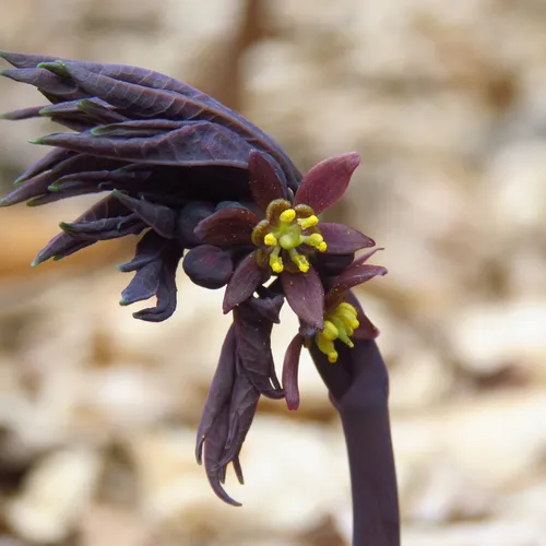 early blue cohosh