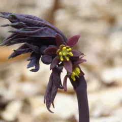 early blue cohosh thumbnail 1
