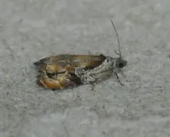 Broken-lined Zomaria Moth thumbnail 4