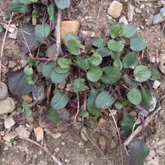 roundleaf ragwort thumbnail 2