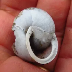 White-lip Globe Snail thumbnail 4