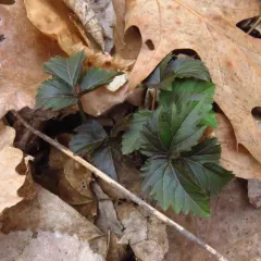 Two-leaved Toothwort thumbnail 2