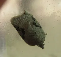 Acleris cornana thumbnail 4
