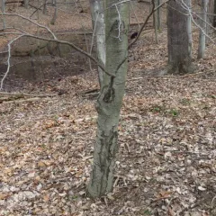 sweet birch thumbnail 3