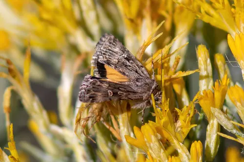 Sympistis mirificalis