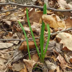 Canadian Meadow garlic thumbnail 4