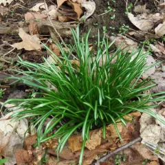 common star-of-Bethlehem thumbnail 3