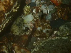 Spotfin Butterflyfish thumbnail 3