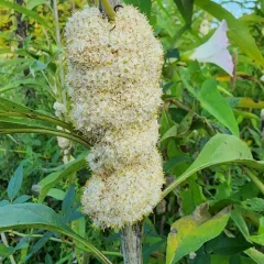Rope Dodder thumbnail 3