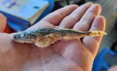 Deepwater Sculpin thumbnail 3