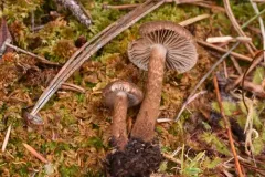 Inocybe leptophylla thumbnail 3