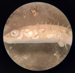 Ninespine Stickleback thumbnail 3