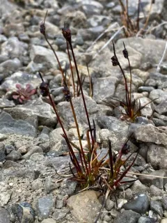 Two-flower Rush thumbnail 4