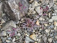 Smooth Northern-rockcress thumbnail 2