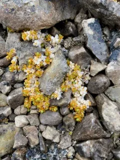 Regel's Chickweed thumbnail 3