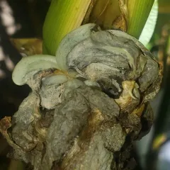 Corn Smut thumbnail 4