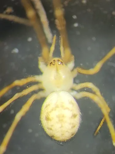 Northern Cobweb Weaver