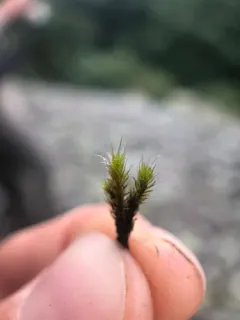 Grimmia Dry Rock Moss thumbnail 2