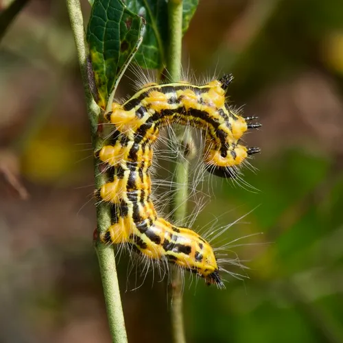 Drexel's Datana Moth