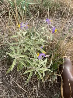 silverleaf nightshade thumbnail 1