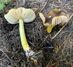 Pluteus fulvibadius thumbnail 2