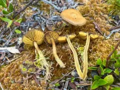 Cortinarius chrysolitus thumbnail 3