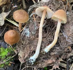 Inocybe involuta thumbnail 2