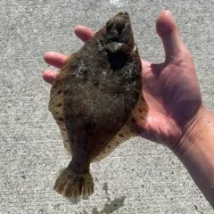 Rock Sole thumbnail 3