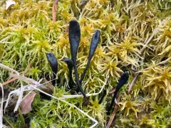 Geoglossum sphagnophilum thumbnail 4