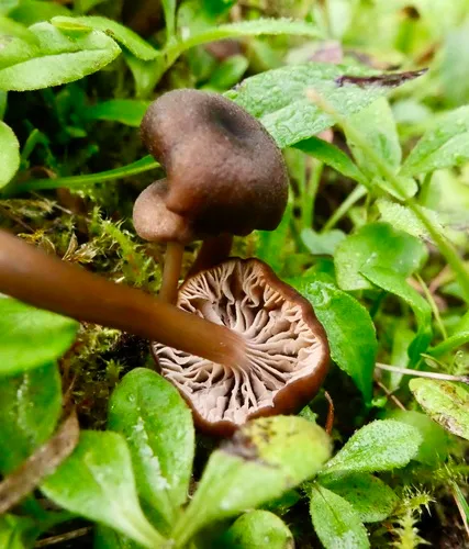 Entoloma avellaneosquamosum