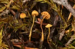 Marsh Bell thumbnail 2