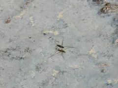 Limnoporus rufoscutellatus thumbnail 3