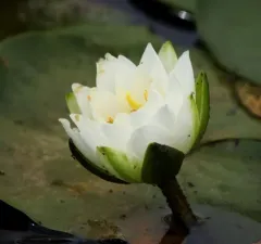 European White Waterlily thumbnail 3