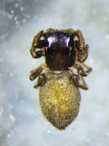 Chalcoscirtus carbonarius
