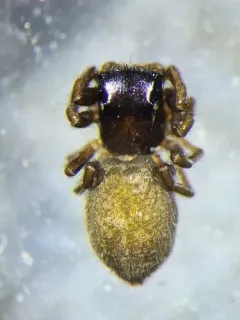 Chalcoscirtus carbonarius thumbnail 1