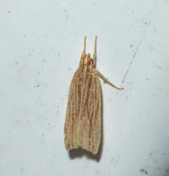 Lanceolate Moth thumbnail 2