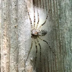 Philodromus spectabilis thumbnail 4
