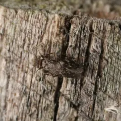 Echmepteryx hageni thumbnail 3