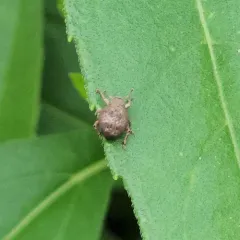 Two-banded Japanese Weevil thumbnail 3