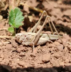 Brown-spotted Bush-cricket thumbnail 2