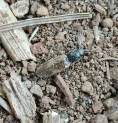 Hemicrepidius pallidipennis thumbnail 4